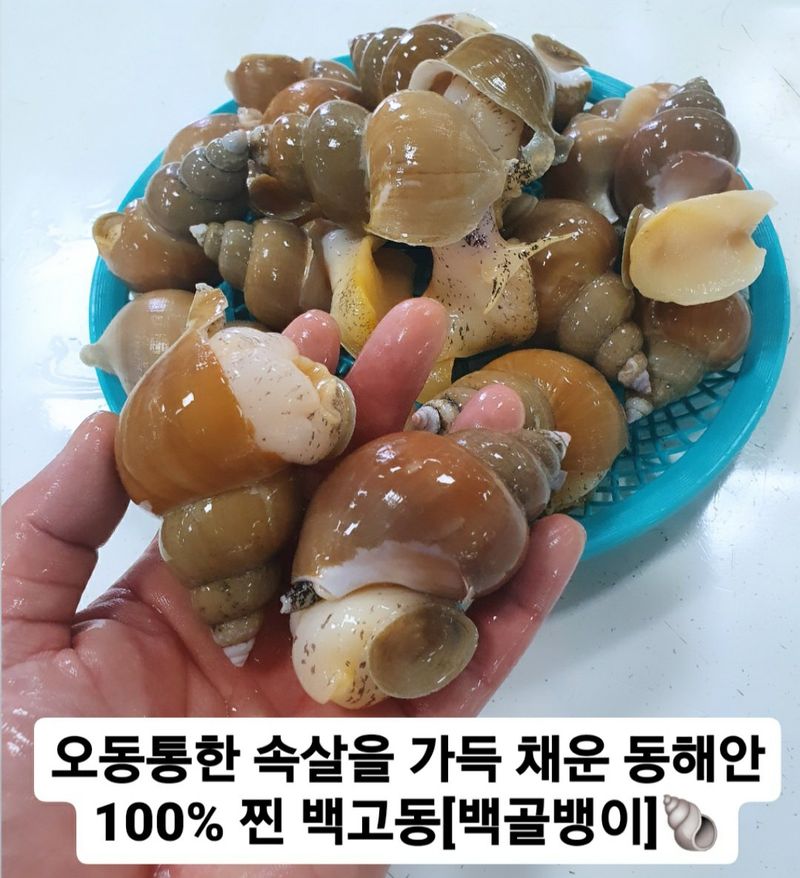 노가네수산님의 장터 판매 상품 [노가네]동해안 오동통한 100% 백고동 백골뱅이 1kg] 첨부 사진