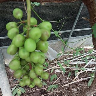 꿈속의농원님의 포도 · 병해충상담 작성글 사진