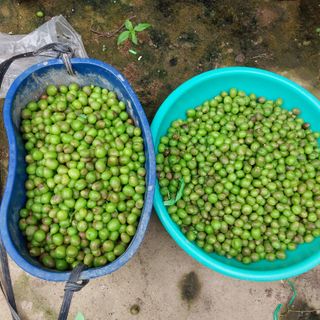 꿈속의농원님의 포도 · 병해충상담 작성글 사진