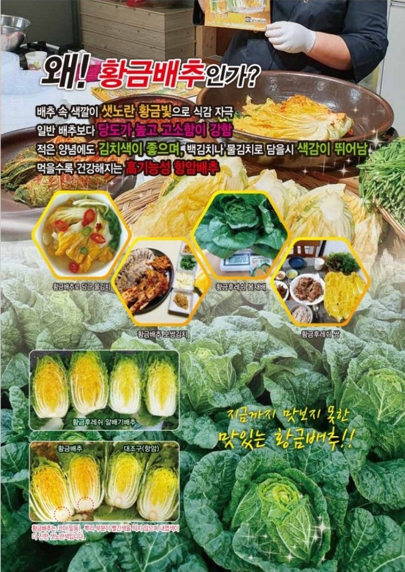 대산농사대장님의 장터 판매 상품 [🌱 황금배추씨앗    붕산 칼슘영양제 증정 (2개 구매고객)] 첨부 사진