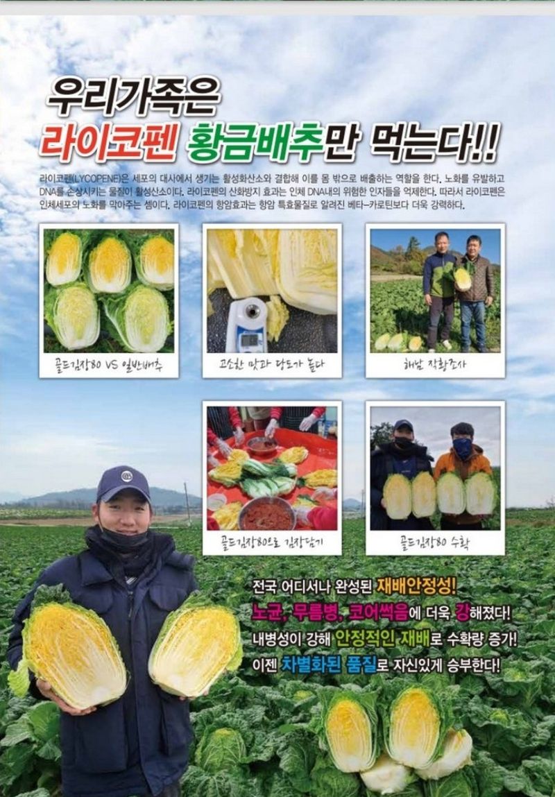 대산농사대장님의 장터 판매 상품 [🌱 황금배추씨앗    붕산 칼슘영양제 증정 (2개 구매고객)] 첨부 사진
