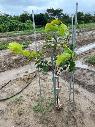 금강농원님의 감 · 자유게시판 작성글 사진