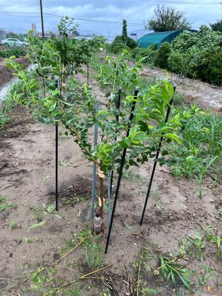 금강농원님의 감 · 자유게시판 작성글 사진