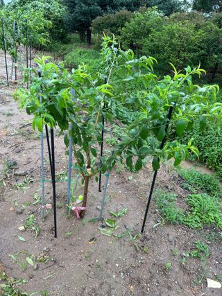 금강농원님의 감 · 자유게시판 작성글 사진
