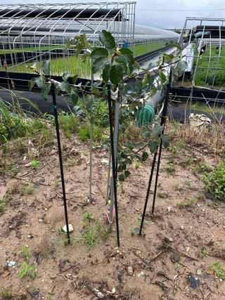 금강농원님의 감 · 자유게시판 작성글 사진