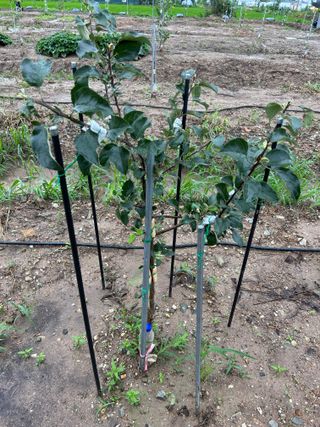 금강농원님의 감 · 자유게시판 작성글 사진