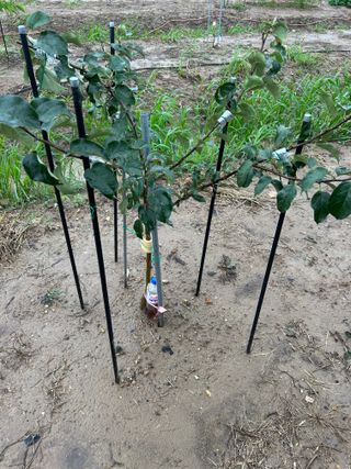 금강농원님의 감 · 자유게시판 작성글 사진