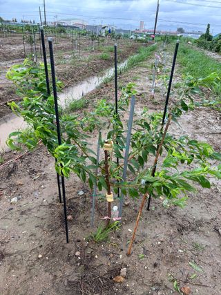 금강농원님의 감 · 자유게시판 작성글 사진