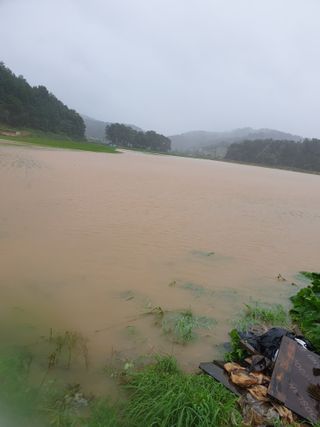 김애자 님의 벼 · 자유게시판 작성글 사진