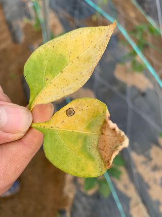 이계성님의 고추 · 병해충상담 작성글 사진
