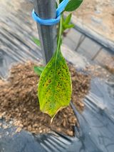 팜모닝 고추·병해충상담 게시글 이미지