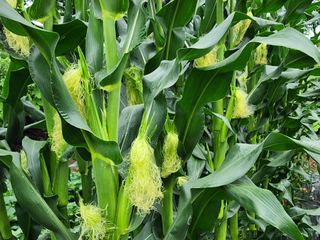 조용오님의 옥수수 · 자유게시판 작성글 사진