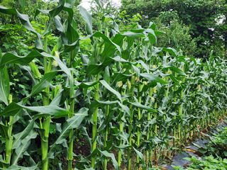 조용오님의 옥수수 · 자유게시판 작성글 사진