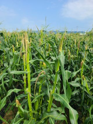 혹염소농장님의 옥수수 · 자유게시판 작성글 사진