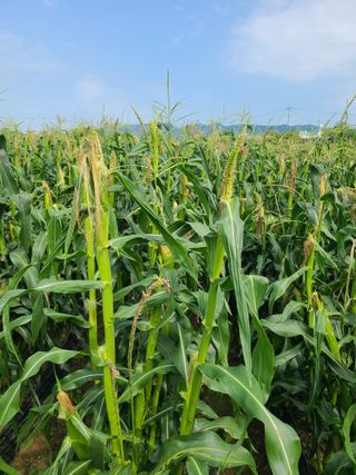 혹염소농장님의 옥수수 · 자유게시판 작성글 사진