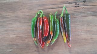 화이팅 김동각님의 고추 · 병해충상담 작성글 사진