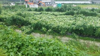 화이팅 김동각님의 고추 · 병해충상담 작성글 사진