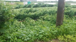 화이팅 김동각님의 고추 · 병해충상담 작성글 사진