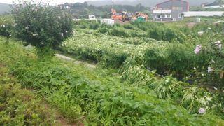 화이팅 김동각님의 고추 · 병해충상담 작성글 사진