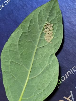 문현자 님의 기타작물 · 병해충상담 작성글 사진