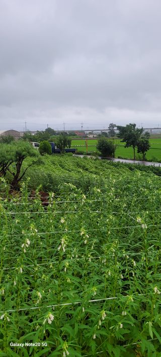 제주농부님의 참깨 · 자유게시판 작성글 사진