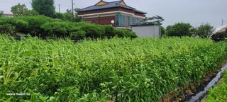 제주농부님의 참깨 · 자유게시판 작성글 사진