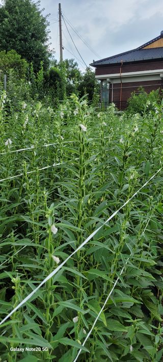 제주농부님의 참깨 · 자유게시판 작성글 사진