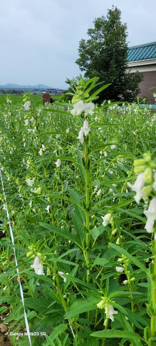 제주농부님의 참깨 · 자유게시판 작성글 사진