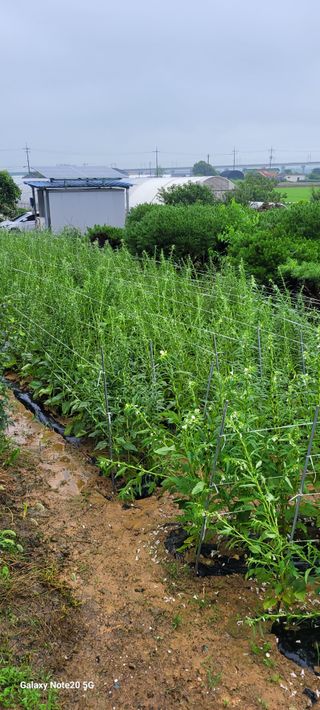 제주농부님의 참깨 · 자유게시판 작성글 사진