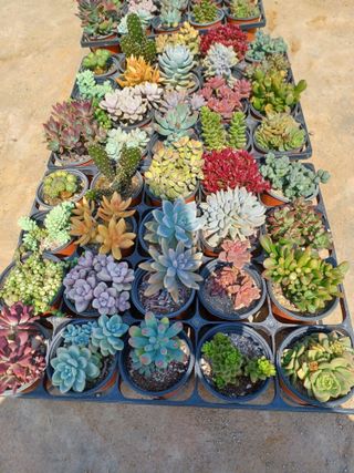 팜모닝회원 김순달 님의 내 농사 경력 자랑하기 · 참여 작성글 사진