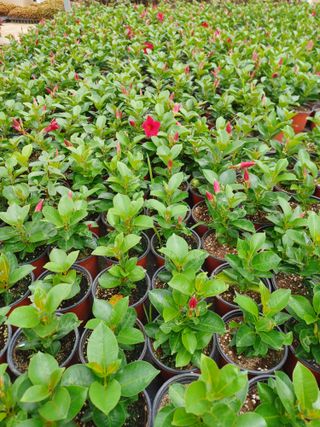 팜모닝회원 김순달 님의 내 농사 경력 자랑하기 · 참여 작성글 사진