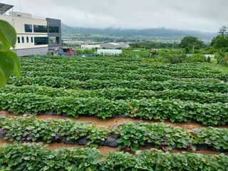 김동주님의 들깨 · 영농일지 작성글 사진
