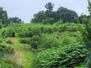 차암이스리님의 내 농사 경력 자랑하기 · 참여 작성글 사진