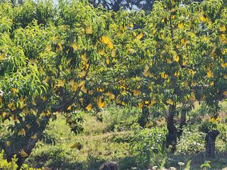 차암이스리님의 내 농사 경력 자랑하기 · 참여 작성글 사진