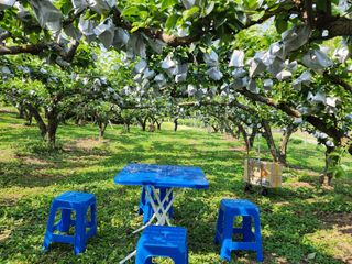 차암이스리님의 내 농사 경력 자랑하기 · 참여 작성글 사진