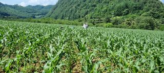 장관덕님의 내 농사 경력 자랑하기 · 참여 작성글 사진