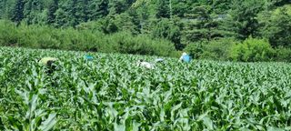 장관덕님의 내 농사 경력 자랑하기 · 참여 작성글 사진