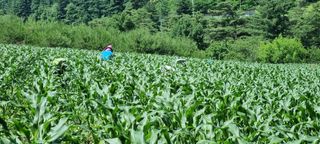 장관덕님의 내 농사 경력 자랑하기 · 참여 작성글 사진