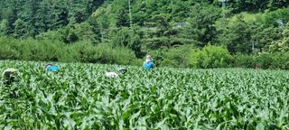 장관덕님의 내 농사 경력 자랑하기 · 참여 작성글 사진