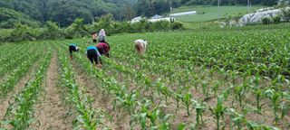 장관덕님의 내 농사 경력 자랑하기 · 참여 작성글 사진