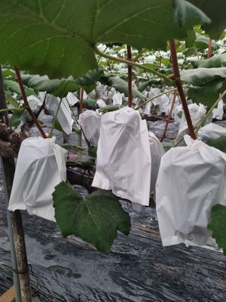 포도캠벨 메가불랙님의 포도 · 자유게시판 작성글 사진