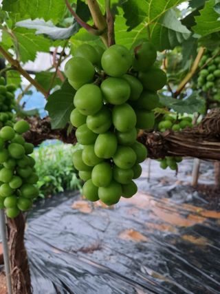 포도캠벨 메가불랙님의 포도 · 자유게시판 작성글 사진