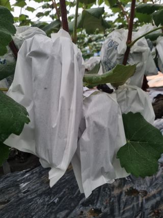 포도캠벨 메가불랙님의 포도 · 자유게시판 작성글 사진