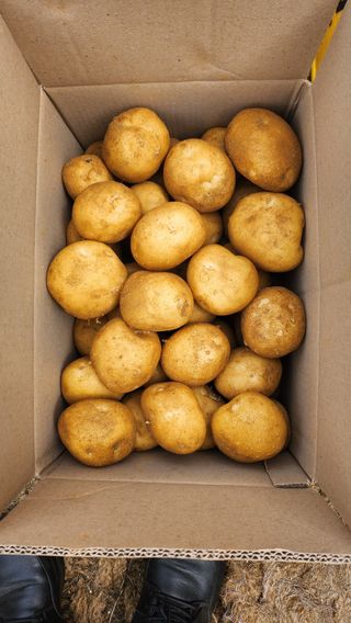 초보농사꾼 영욱님의 내 농사 경력 자랑하기 · 참여 작성글 사진