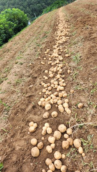 초보농사꾼 영욱님의 내 농사 경력 자랑하기 · 참여 작성글 사진