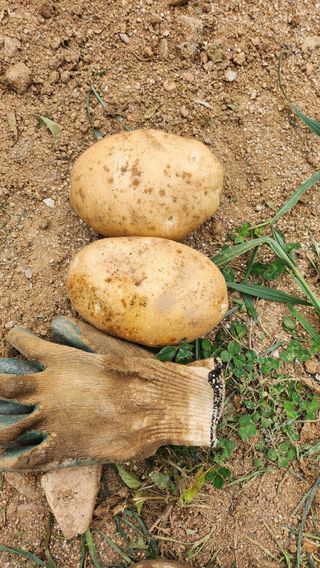초보농사꾼 영욱님의 내 농사 경력 자랑하기 · 참여 작성글 사진