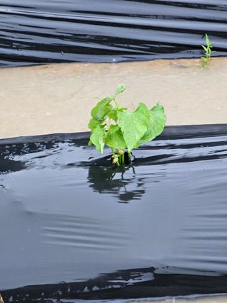 양철주님의 자유주제 · 자유게시판 작성글 사진