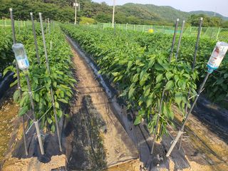 텃밭사랑님의 고추 · 병해충상담 작성글 사진