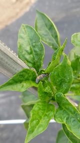 팜모닝 고추·병해충상담 게시글 이미지