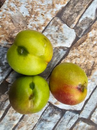 설아농원님의 복숭아 · 병해충상담 작성글 사진